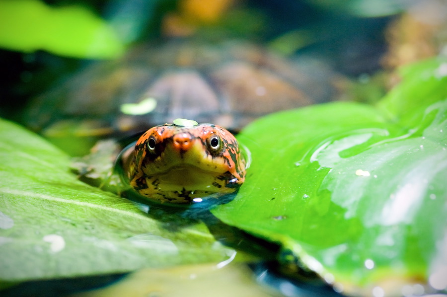 wasserschildkroete-pict0031.jpg