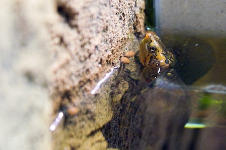 Kinosternon cruentatum Rotwangen-Klappschildkröte