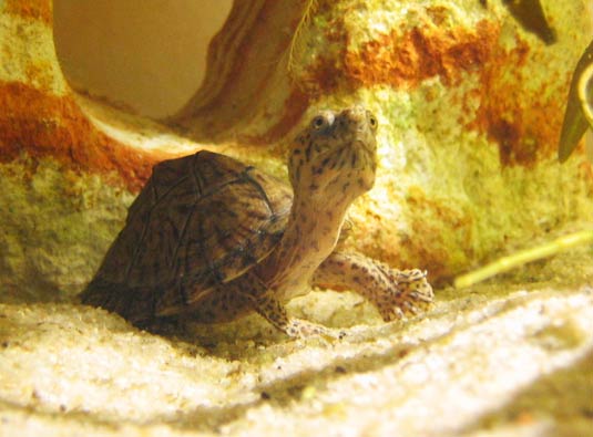 Sternotherus carinatus